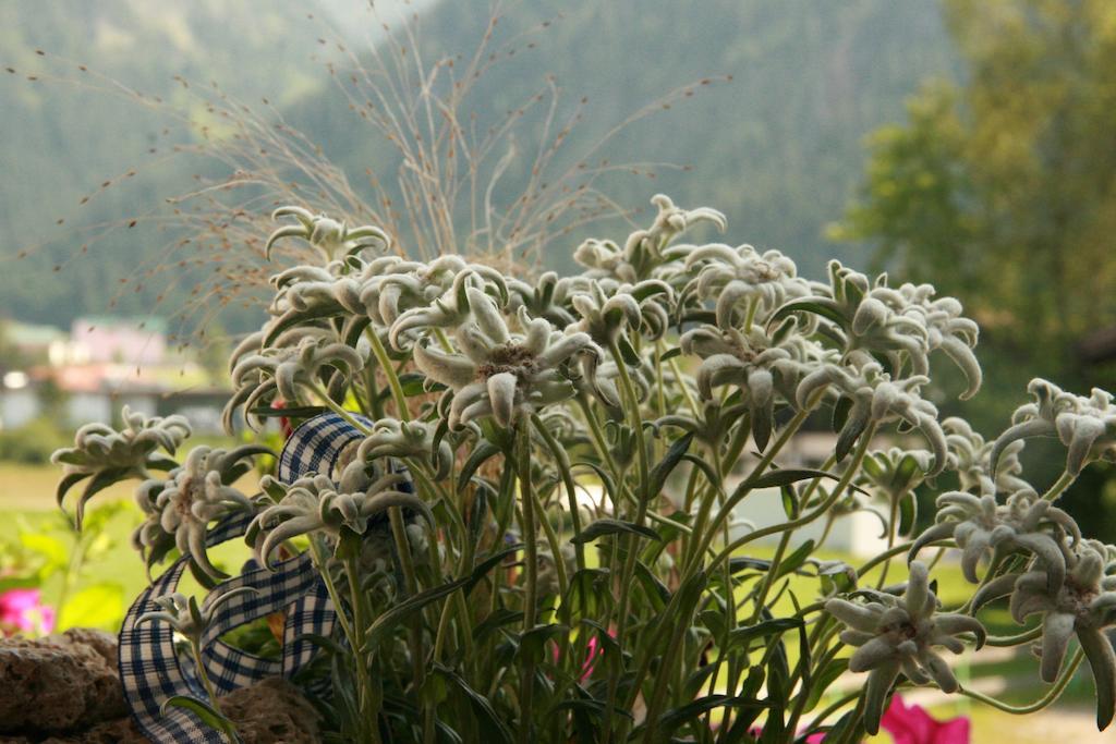 Готель Das Edelweiss Грен Екстер'єр фото